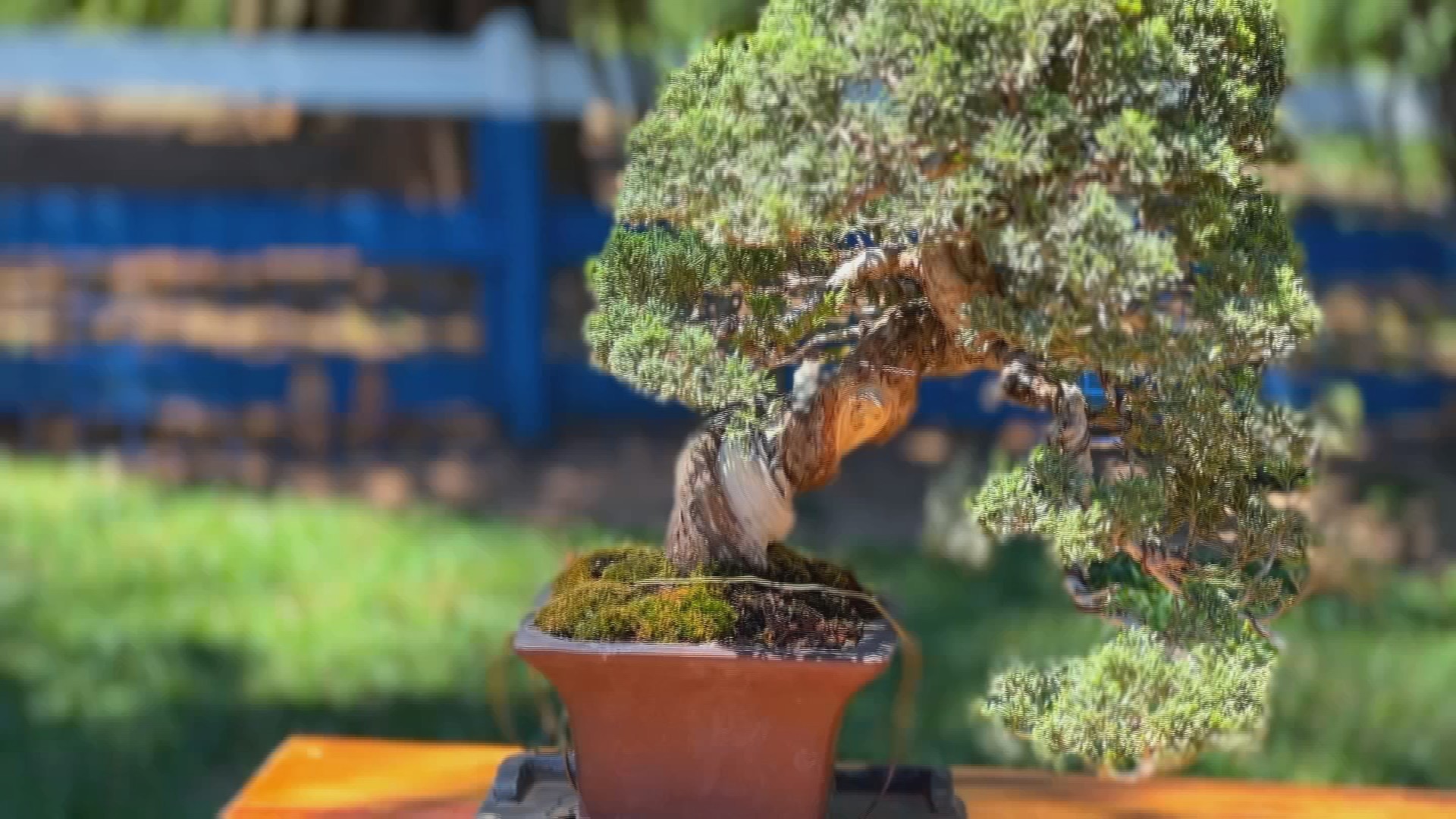 Bonsai de Café: Como Árvores de 20 Anos Ganham Vida Nova em Miniatura