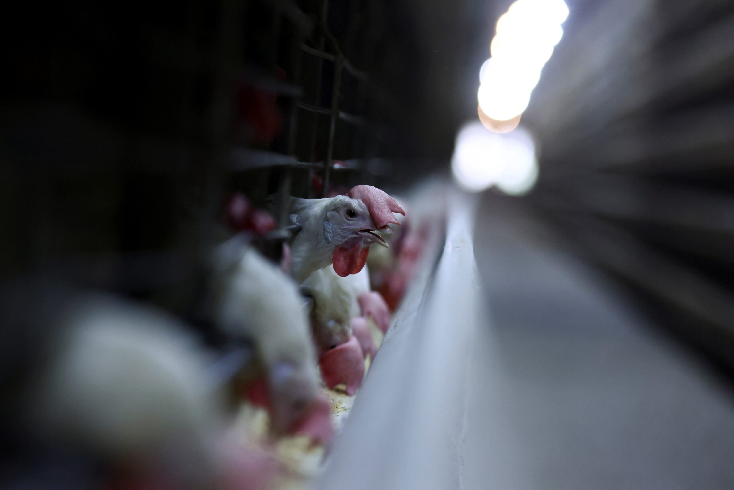 Frango brasileiro dispara nas exportações mesmo após a gripe aviária: o que isso significa para o nosso prato e para a economia