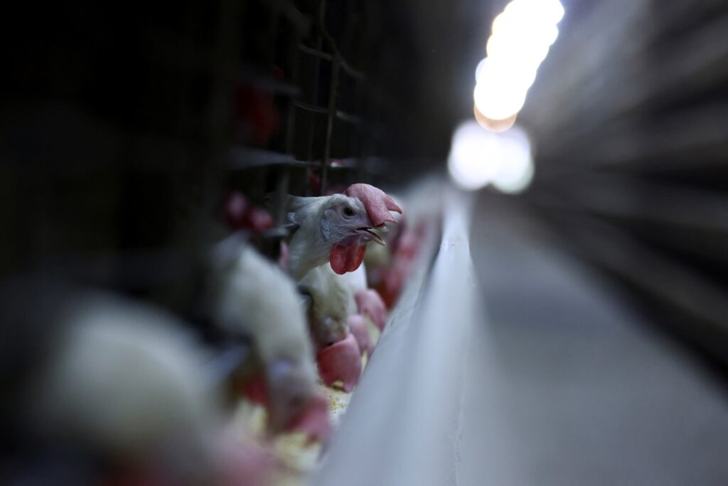 Frango brasileiro dispara nas exportações mesmo após a gripe aviária: o que isso significa para o seu prato e para a economia