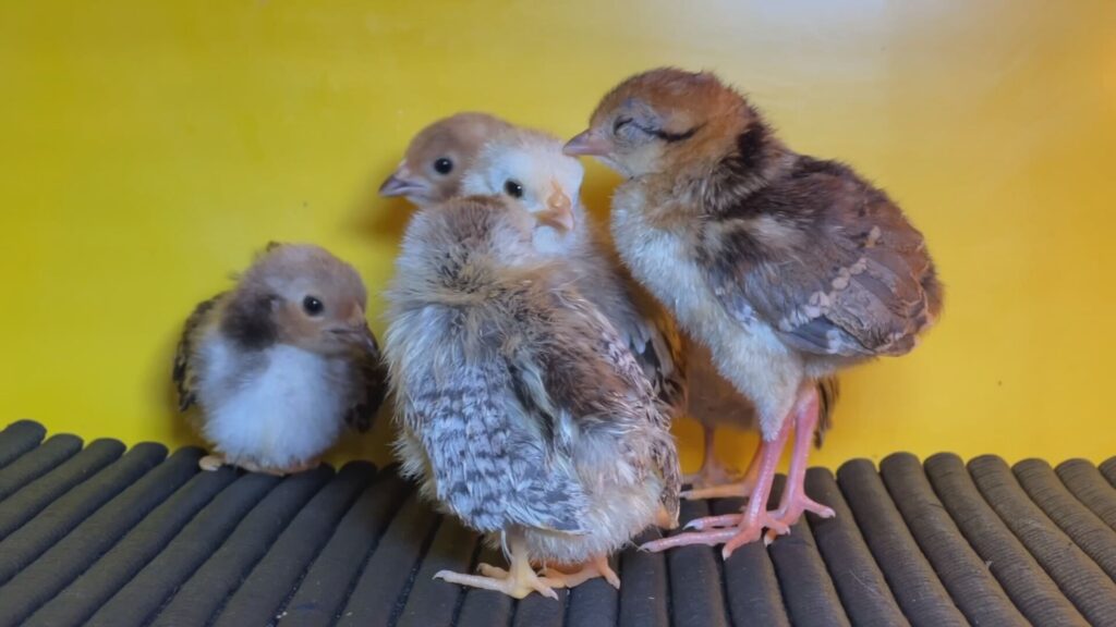 Mini galinhas: o charme das aves de 15 cm que estão conquistando quintais e mercados