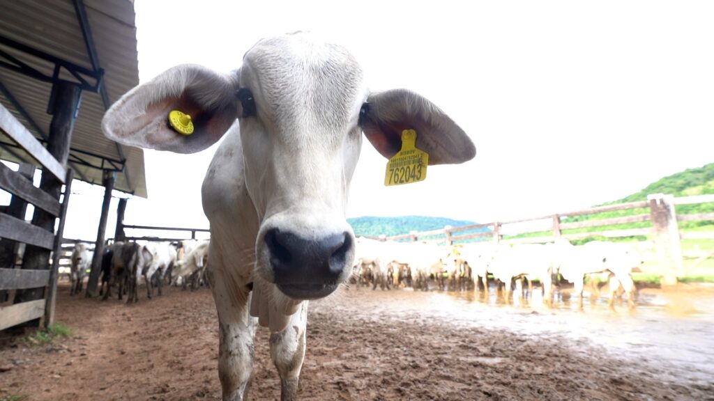 Pará adia para 2030 o prazo de chips de rastreamento no gado: o que isso muda para produtores e consumidores