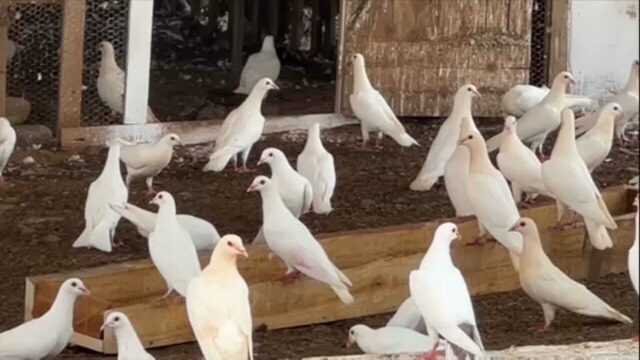 Pombos-Correio: Como uma Habilidade Milenar se Transformou em Negócio Lucrativo em São Paulo