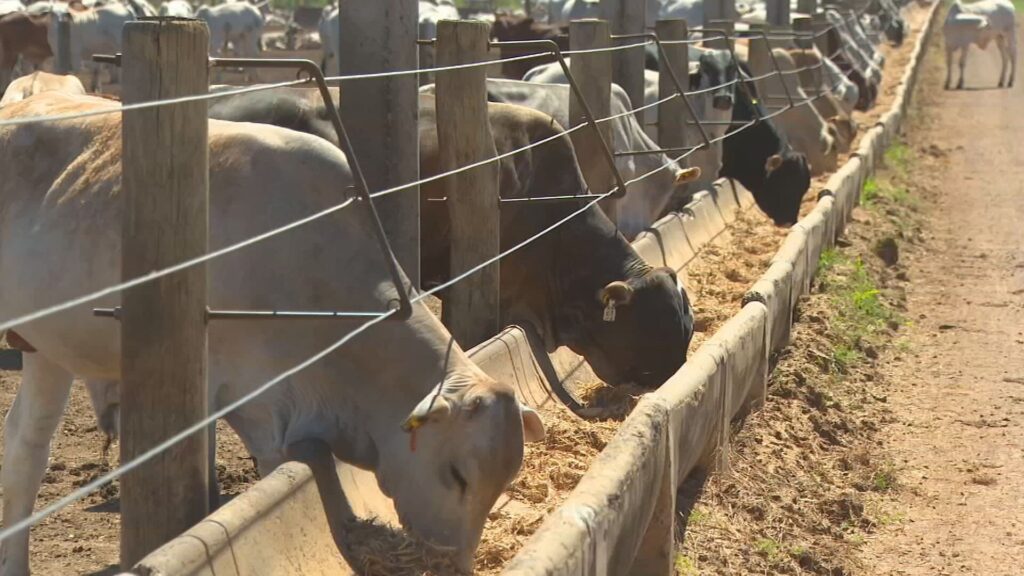 Quando o céu se torna inimigo: como proteger seu rebanho das tempestades com raios