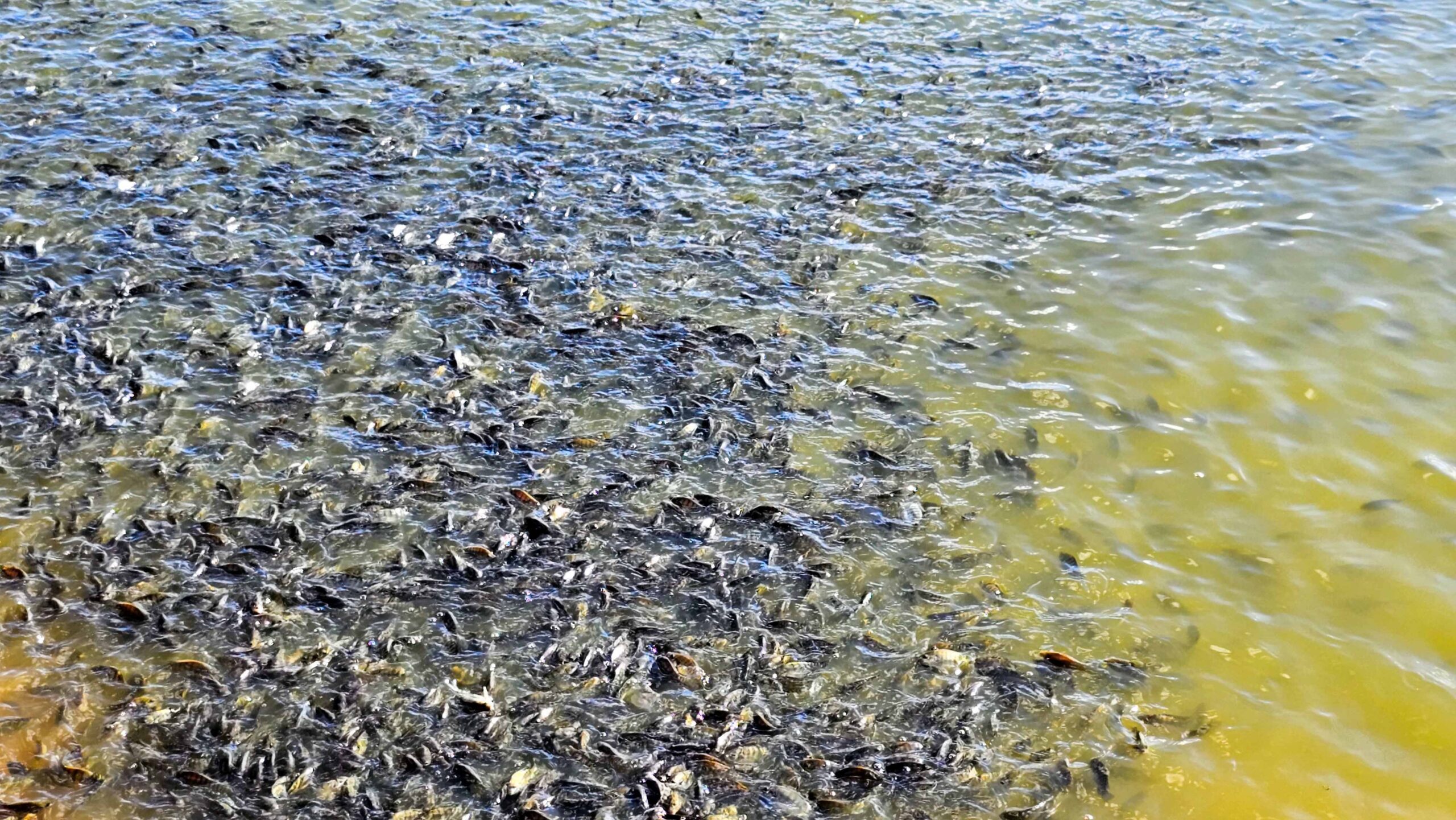 Tilápia, invasoras e a lista que pode mudar a aquicultura brasileira