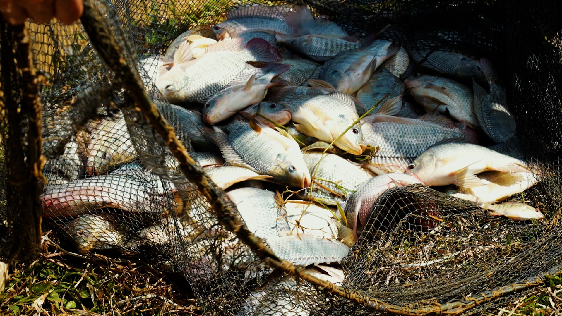Tilápia na mira: o que a suspensão da lista de espécies invasoras significa para quem cria peixe no Brasil