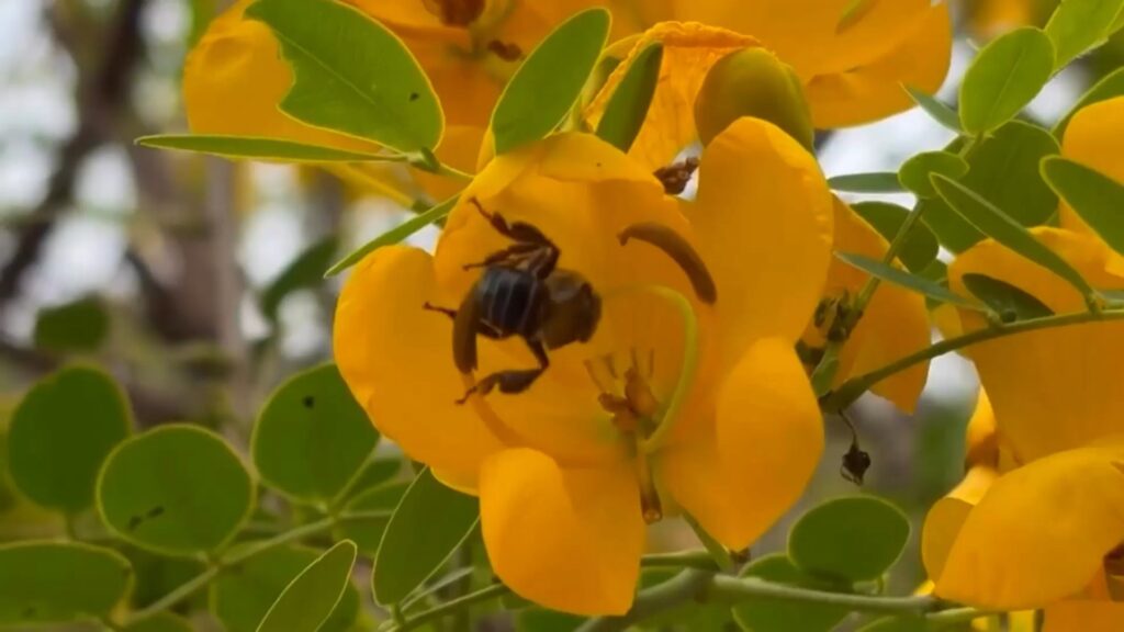 Uruçu-capixaba: a abelha sem ferrão que pode desaparecer do Espírito Santo