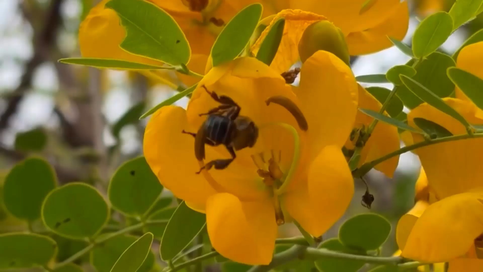 Uruçu‑capixaba: a abelha sem ferrão que pode desaparecer do Espírito Santo