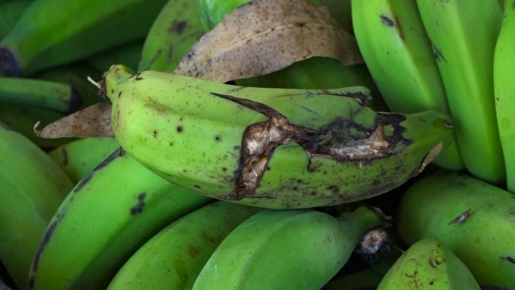 Banana descartada vira amido: como o Espírito Santo pode transformar desperdício em oportunidade