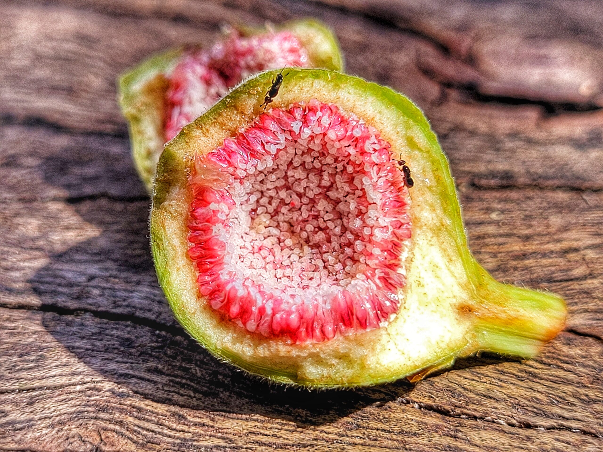 Figo: a “fruta” que engole vespas sem ser carnívora – o que isso revela sobre a natureza