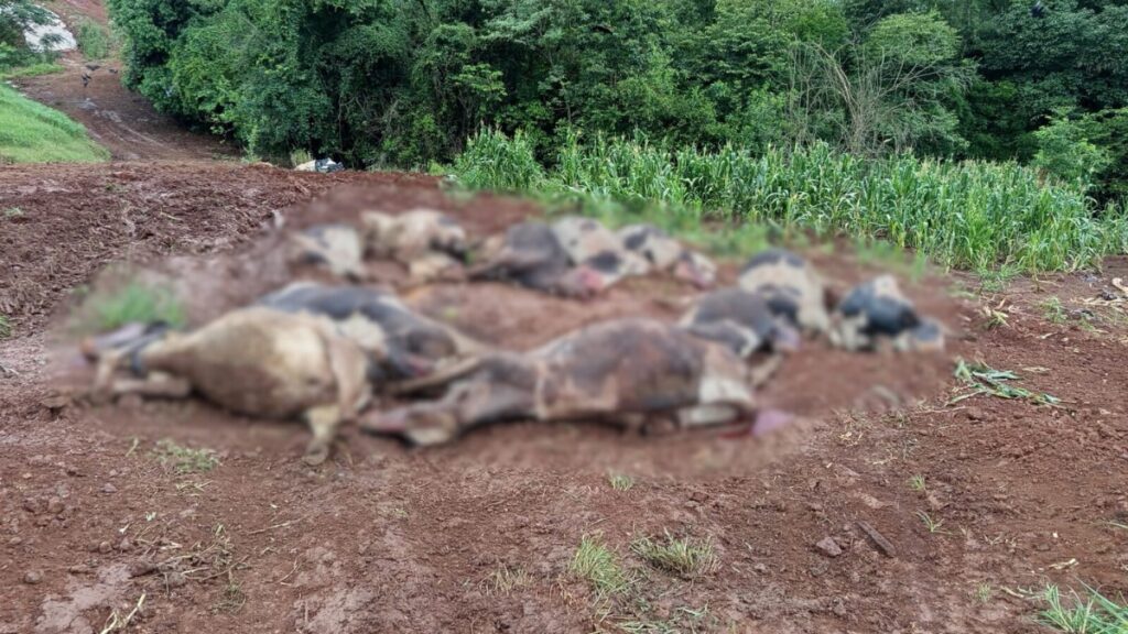 Quando a Chuva Se Torna Perigosa: O Trágico Caso das 48 Vacas Mortas em Novo Xingu (RS)