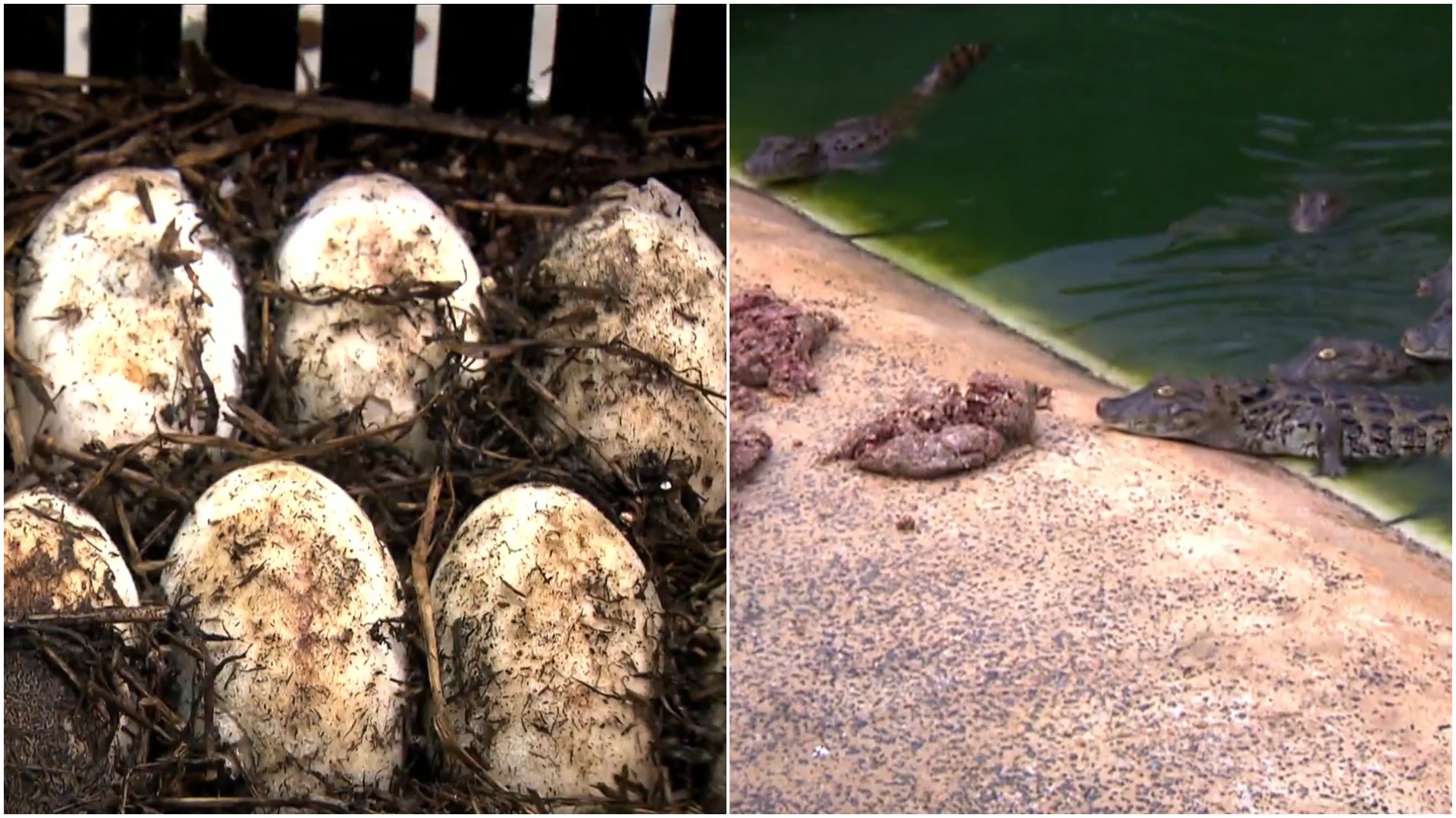 O Segredo dos Ovos Falantes de Jacaré: Como a Temperatura Define o Sexo e a Carne chega ao seu prato