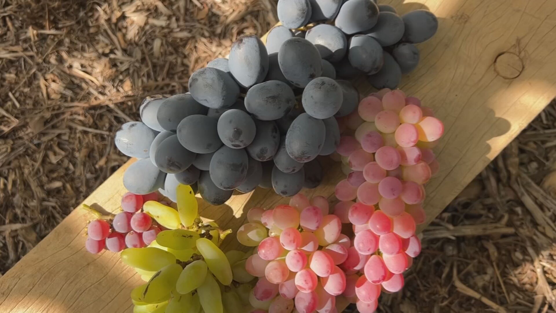 Por que a safra de uva no sudoeste de São Paulo está atrasada e o que isso significa para o seu bolso