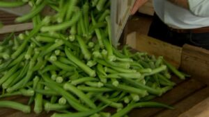 Safra de quiabo em São Paulo: como produtores locais garantem qualidade e rapidez