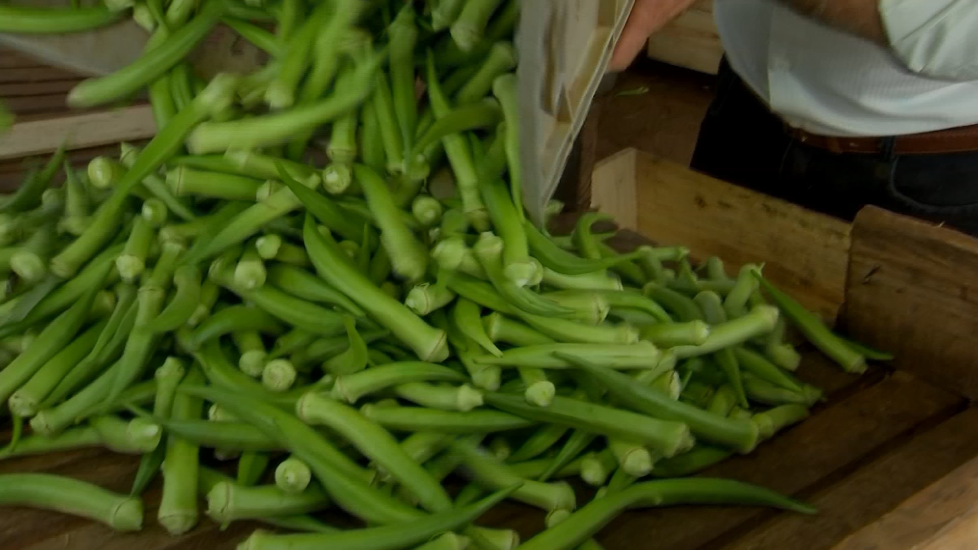 Safra de quiabo em São Paulo: como produtores locais garantem qualidade e rapidez